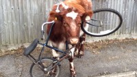 COWS ON A BIKE  - A discussion of Energy in Dairy Cows